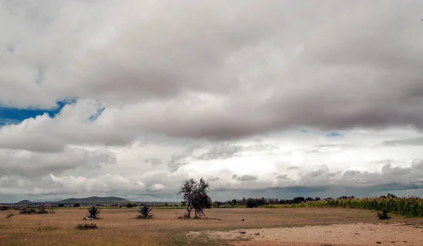 Velden in Tanzania op een zonnige dag — Stockfoto