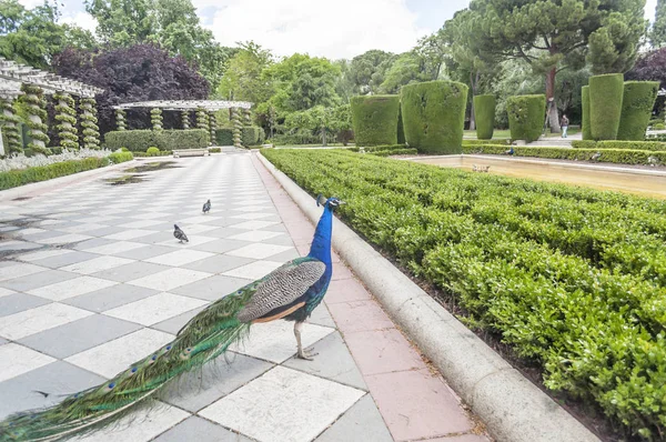 Tuin Van Het Retiro Park Madrid Het Voorjaar — Stockfoto
