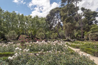 Bahar Madrid Retiro Park Bahçe
