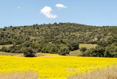 Alanları Endülüs İspanya güneşli bir günde