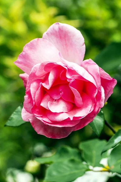 Gül çiçek ile odaklanmamış arka plan