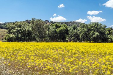 Alanları Endülüs İspanya güneşli bir günde