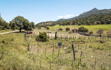 Alanları Endülüs İspanya güneşli bir günde