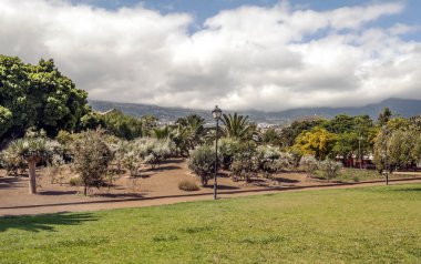 Tenerife 'deki palmiye bahçesi