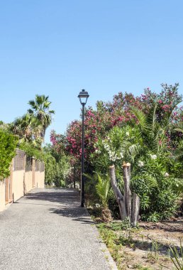 Tenerife 'deki palmiye bahçesi
