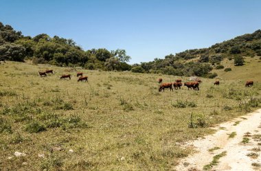 Alanları Endülüs İspanya güneşli bir günde