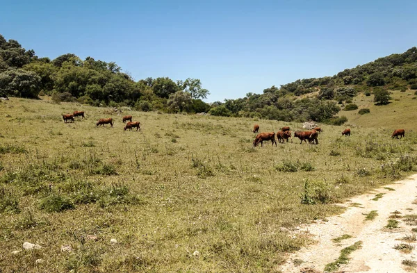 Alanları Endülüs İspanya güneşli bir günde