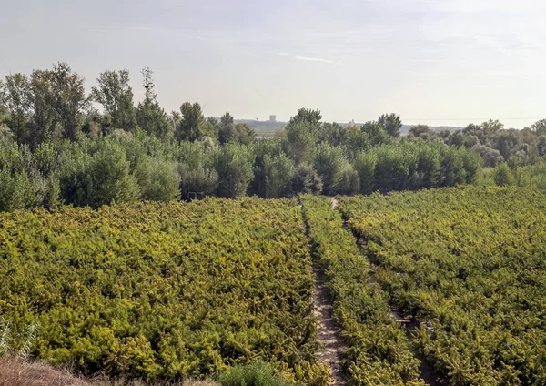 Campos Cataluña Con Las Montañas Los Pirineos Fondo — Foto de Stock