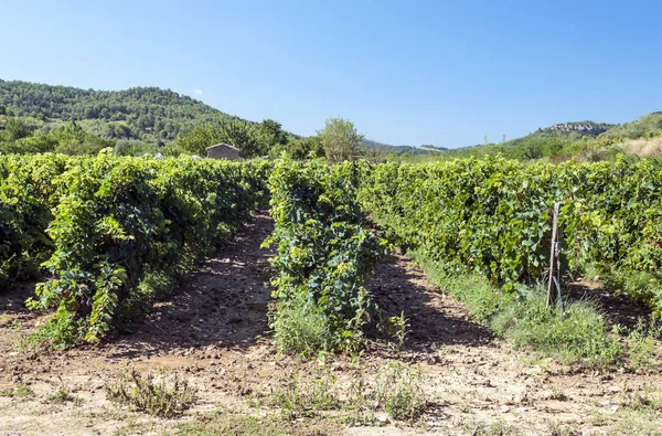 Поля Виноградников Лаграсе Юге Франции Солнечный День — стоковое фото
