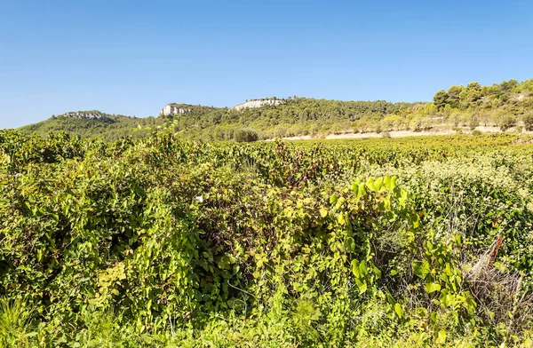 Velden Van Wijngaarden Lagrasse Het Zuiden Van Frankrijk Een Zonnige — Stockfoto