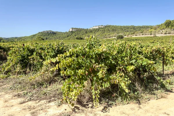 Fields Vineyards Lagrasse South France Sunny Day — Stock Photo, Image