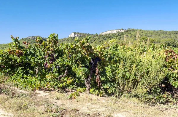 Velden Van Wijngaarden Lagrasse Het Zuiden Van Frankrijk Een Zonnige — Stockfoto