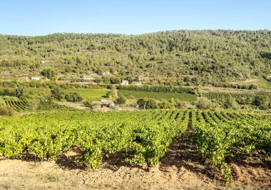 Fransa güney güneşli bir Lagrasse içinde üzüm bağları alanlarında