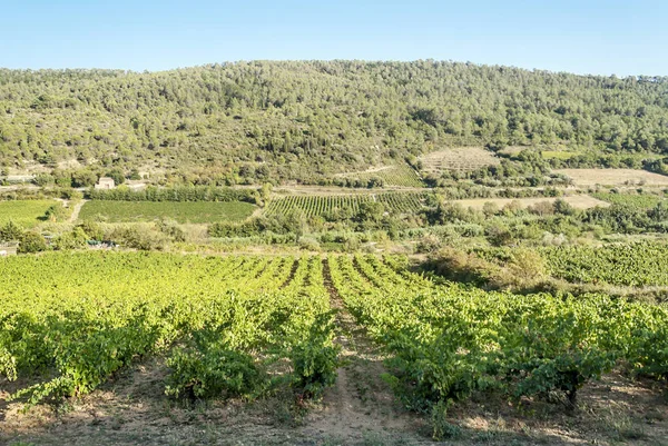 Fields Vineyards Lagrasse South France Sunny Day — Stock Photo, Image