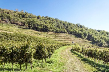 Üzüm bağları languedoc Fransa yılında güneşli bir gün