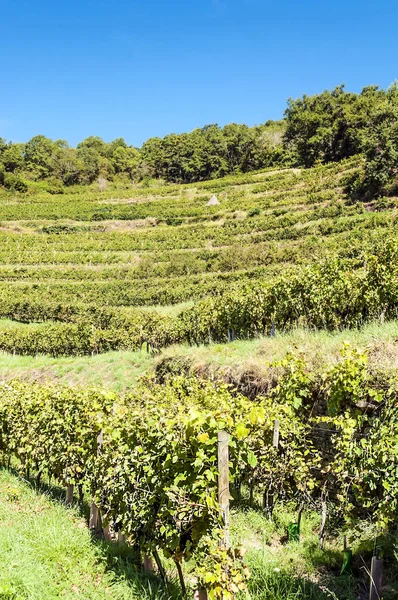 晴れた日のフランスのラングドックでブドウ畑 — ストック写真