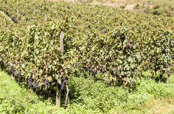 Виноградники Languedoc Франции Солнечный День — стоковое фото