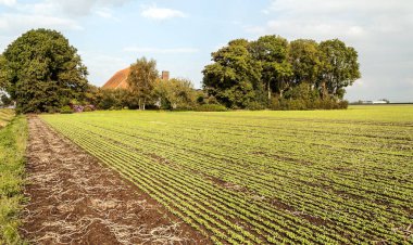 Bulutlu bir günde Hollanda alanların ağaçlarda