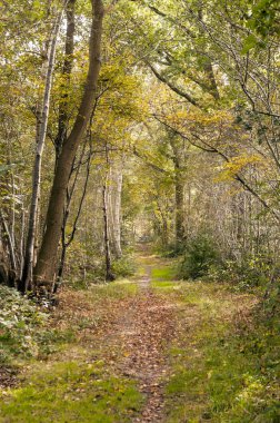 Bulutlu bir günde Hollanda alanların ağaçlarda