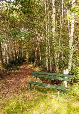 Bulutlu bir günde Hollanda alanların ağaçlarda
