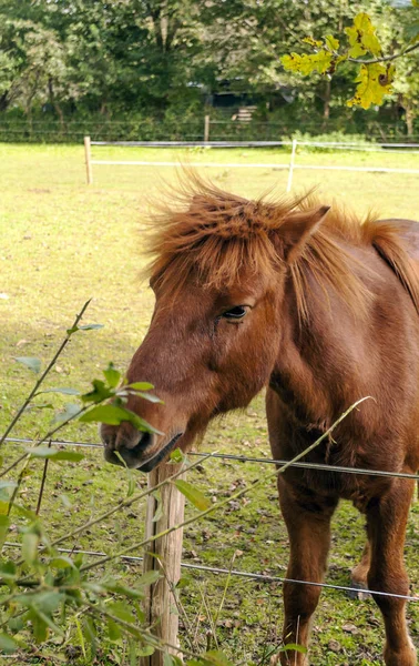 Cavalo Nos Campos Bélgica — Fotografia de Stock