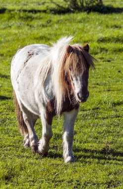 Belçika alanlarında at
