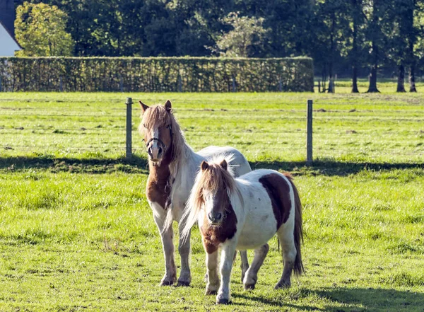 Horse Fields Belgium — Stock Photo, Image