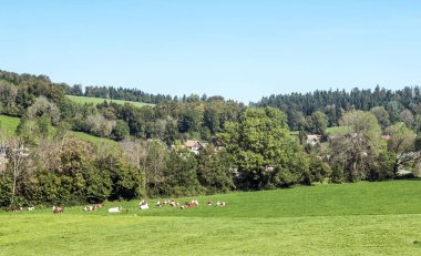 Güneşli bir günde Fransa 'nın kuzeyindeki Alsace tarlalarında inekler