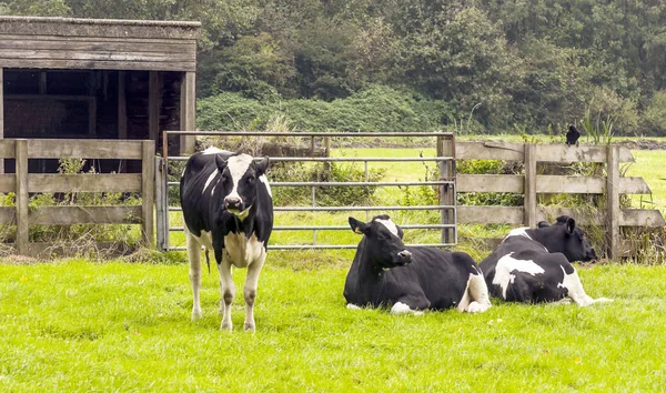 Koeien Het Gebied Van België — Stockfoto