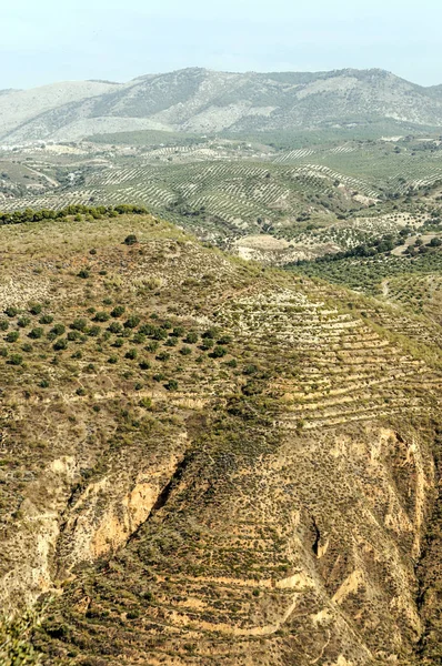 グラナダ市内の景色を望むスペインの都市の森 — ストック写真