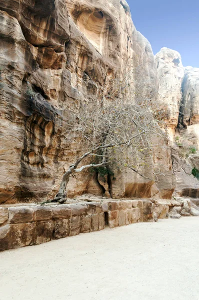 Ruiny Starożytnej Petry Jordanii Petra Jest Ważne Wykopaliska Archeologiczne Jordanii — Zdjęcie stockowe