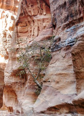 Ürdün'de Petra antik şehir kalıntıları. Petra, Jordan ve kimin nüfusu Raqmu olarak adlandırılan antik Nabatean Krallığı ' nın başkenti önemli bir arkeolojik sitedir. Petra taş ile inşa ama kelimenin tam anlamıyla, kazılan bir şehir değildir ve 