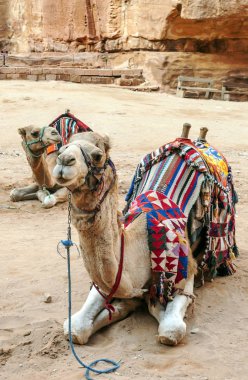 Ürdün'de Petra antik şehir kalıntıları. Petra, Jordan ve kimin nüfusu Raqmu olarak adlandırılan antik Nabatean Krallığı ' nın başkenti önemli bir arkeolojik sitedir. Petra taş ile inşa ama kelimenin tam anlamıyla, kazılan bir şehir değildir ve 