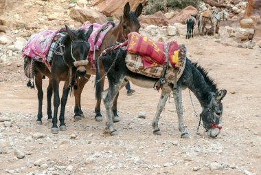Ürdün'de Petra antik şehir kalıntıları. Petra, Jordan ve kimin nüfusu Raqmu olarak adlandırılan antik Nabatean Krallığı ' nın başkenti önemli bir arkeolojik sitedir. Petra taş ile inşa ama kelimenin tam anlamıyla, kazılan bir şehir değildir ve 