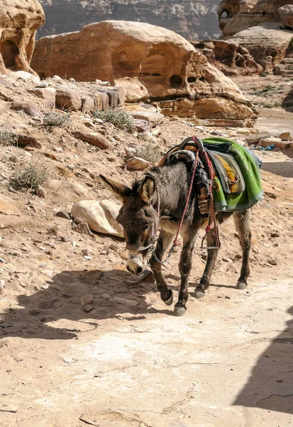 Ruinas Antigua Ciudad Petra Jordania Petra Importante Sitio Arqueológico Jordania —  Fotos de Stock