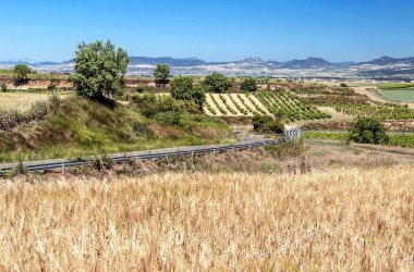 Güneşli bir günde Soria İspanyol ilinde yetiştirilen alanlar