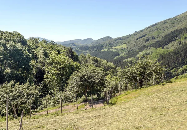 晴れた日にスペインのバスク地方の山々 を持つフィールド — ストック写真