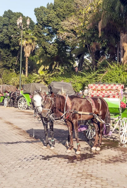 Carruaje Caballos Ciudad Marrakech Marruecos Día Soleado — Foto de Stock