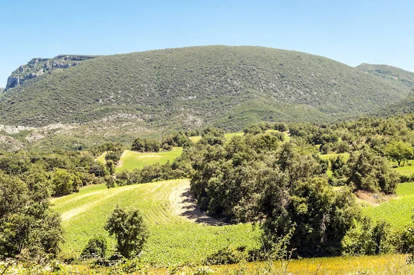 Campos Cultivados Provincia Española Soria Día Soleado —  Fotos de Stock