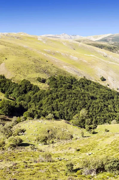 Forêt Dans Province Espagnole Soria Par Une Journée Ensoleillée — Photo