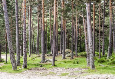 İspanyol il Soria güneşli bir ormanda