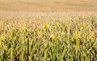 Güneşli bir günde arka planda dağlar ile İspanya kuzeyde ekili alanlar.