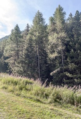 Güneşli bir günde Saint Luc Vadisi'nde İsviçre Alpleri dağlarında.
