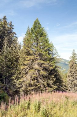 Güneşli bir günde Saint Luc Vadisi'nde İsviçre Alpleri dağlarında.