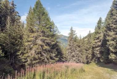 Güneşli bir günde Saint Luc Vadisi'nde İsviçre Alpleri dağlarında.