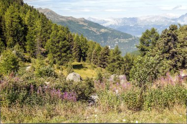 Güneşli bir günde Saint Luc Vadisi'nde İsviçre Alpleri dağlarında.
