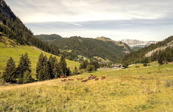 Pohoří Alp Francii Slunečného Dne — Stock fotografie