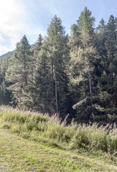 Güneşli bir günde Saint Luc Vadisi'nde İsviçre Alpleri dağlarında.