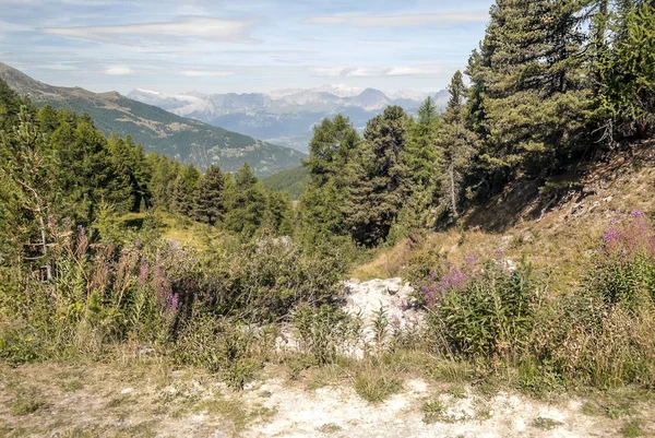 Güneşli bir günde Saint Luc Vadisi'nde İsviçre Alpleri dağlarında.