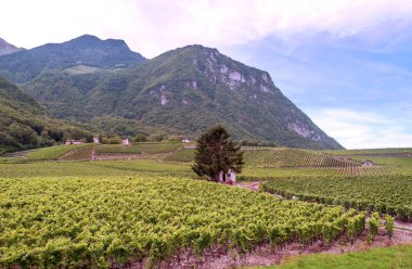 İsviçre Bern Şehir bulutlu bir günde eteklerinde bağlar.
